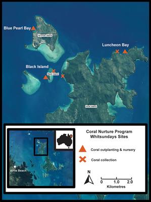 Early-stage outcomes and cost-effectiveness of implementing tourism-led coral propagation and outplanting in the Whitsundays (Great Barrier Reef)